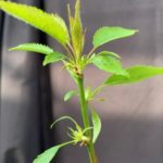 Investigadores de Aragón presentan el primer cerezo siempreverde, una herramienta clave para la adaptación al cambio climático