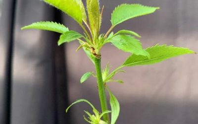 Investigadores de Aragón presentan el primer cerezo siempreverde, una herramienta clave para la adaptación al cambio climático