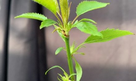 Investigadores de Aragón presentan el primer cerezo siempreverde, una herramienta clave para la adaptación al cambio climático