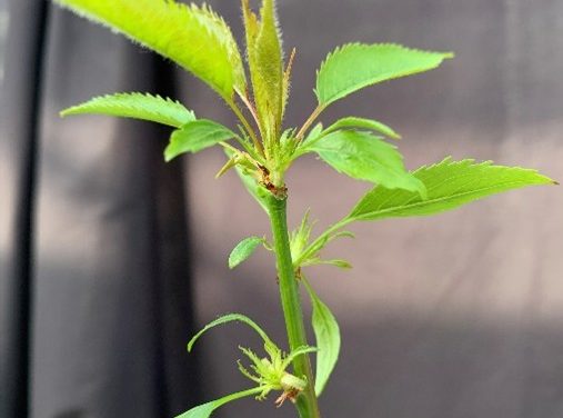 Investigadores de Aragón presentan el primer cerezo siempreverde, una herramienta clave para la adaptación al cambio climático