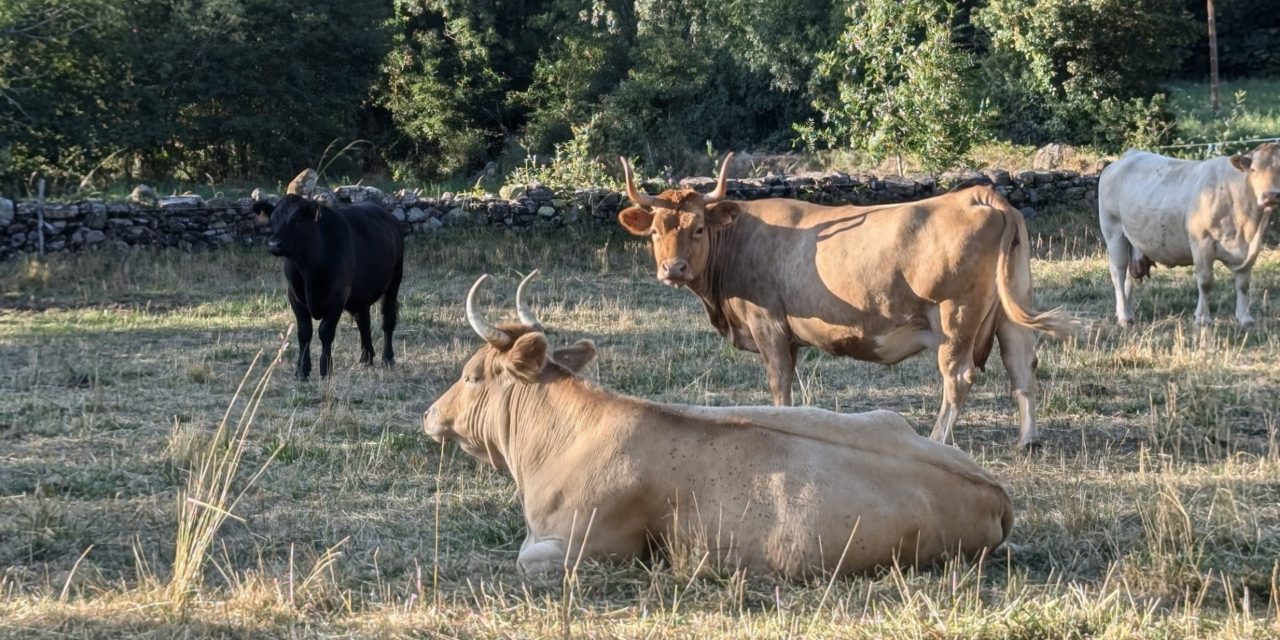El CITA participa en el proyecto europeo LIFE EFACC para adaptar la ganadería de rumiantes al cambio climático