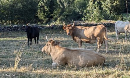 El CITA participa en el proyecto europeo LIFE EFACC para adaptar la ganadería de rumiantes al cambio climático