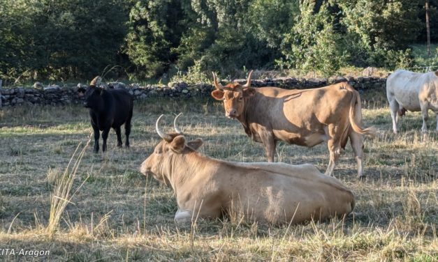 El CITA participa en el proyecto europeo LIFE EFACC para adaptar la ganadería de rumiantes al cambio climático