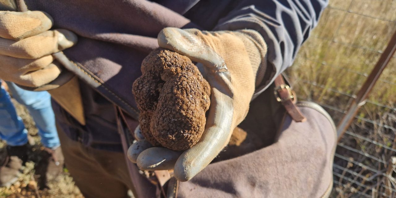 La trufa negra de Teruel recibe el aval de la UE para convertirse en IGP