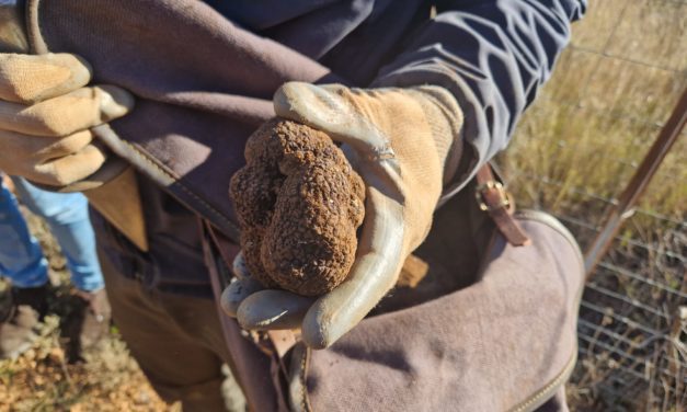 La trufa negra de Teruel recibe el aval de la UE para convertirse en IGP