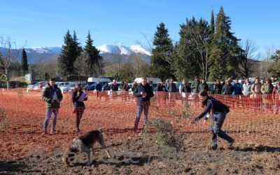Leticia, esta vez con Lima, ganan el VI Concurso Nacional de Perros Truferos de la Sierra del Moncayo
