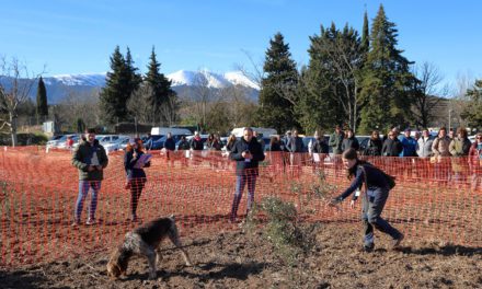Leticia, esta vez con Lima, ganan el VI Concurso Nacional de Perros Truferos de la Sierra del Moncayo
