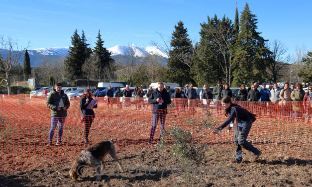 Leticia, esta vez con Lima, ganan el VI Concurso Nacional de Perros Truferos de la Sierra del Moncayo