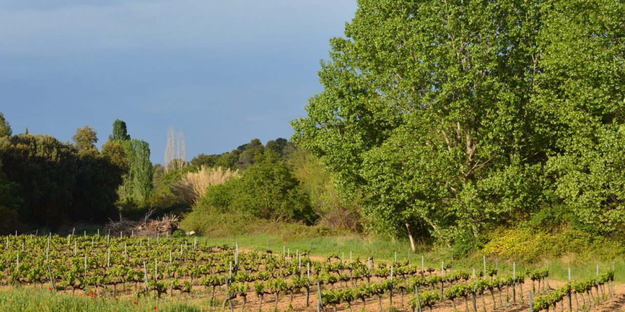 VINOvidiVINCI. Denominación de origen Matarraña