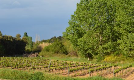 VINOvidiVINCI. Denominación de origen Matarraña