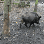 Aragón refuerza la prevención de la peste porcina tras la caza de 2796 jabalíes este enero