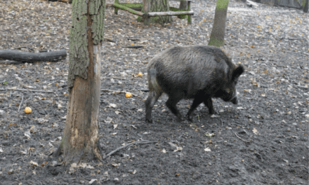 Aragón refuerza la prevención de la peste porcina tras la caza de 2796 jabalíes este enero
