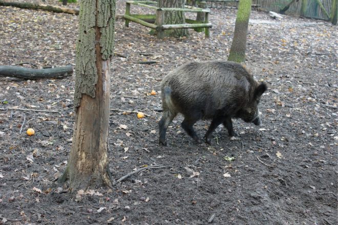 Aragón refuerza la prevención de la peste porcina tras la caza de 2796 jabalíes este enero