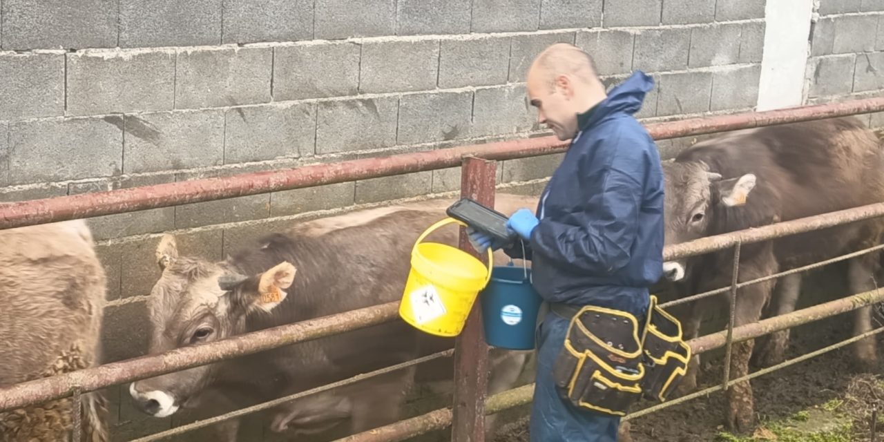 Aragón culmina la vacunación de las más de 18 600 cabezas bovinas de la OCA de Boltaña frente a la DNC