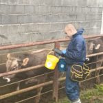 Aragón culmina la vacunación de las más de 18 600 cabezas bovinas de la OCA de Boltaña frente a la DNC