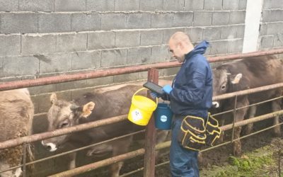 Aragón culmina la vacunación de las más de 18 600 cabezas bovinas de la OCA de Boltaña frente a la DNC