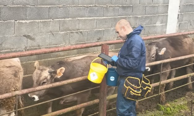 Aragón culmina la vacunación de las más de 18 600 cabezas bovinas de la OCA de Boltaña frente a la DNC