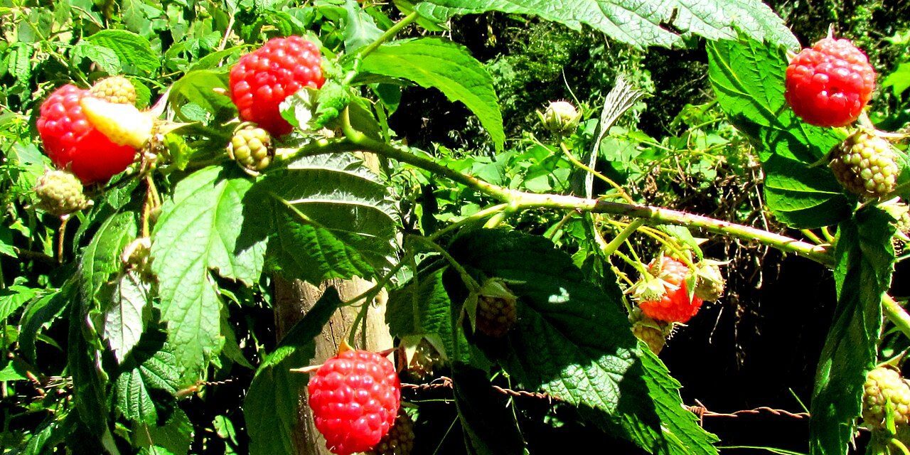 ATADES presenta el proyecto de recuperación del chordón del Moncayo