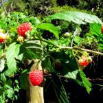 ATADES presenta el proyecto de recuperación del chordón del Moncayo