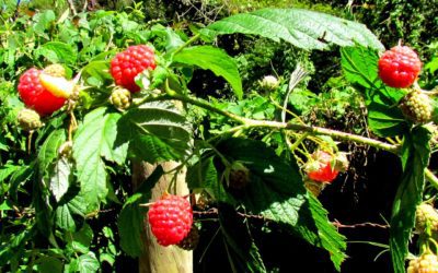 ATADES presenta el proyecto de recuperación del chordón del Moncayo