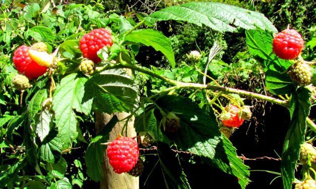 ATADES presenta el proyecto de recuperación del chordón del Moncayo