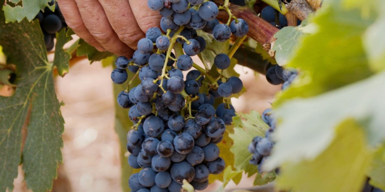 VINOvidiVINCI. Renacimiento varietal