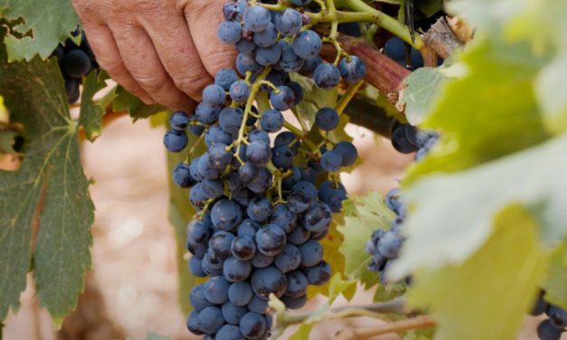 VINOvidiVINCI. Renacimiento varietal
