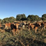 Agricultura recibe la autorización de la Comisión Europea para ampliar la vacunación frente a la DNC