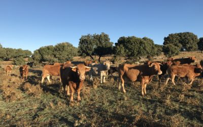 Agricultura recibe la autorización de la Comisión Europea para ampliar la vacunación frente a la DNC