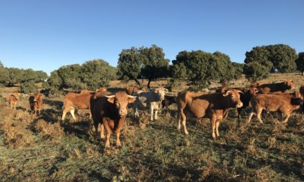 Agricultura recibe la autorización de la Comisión Europea para ampliar la vacunación frente a la DNC