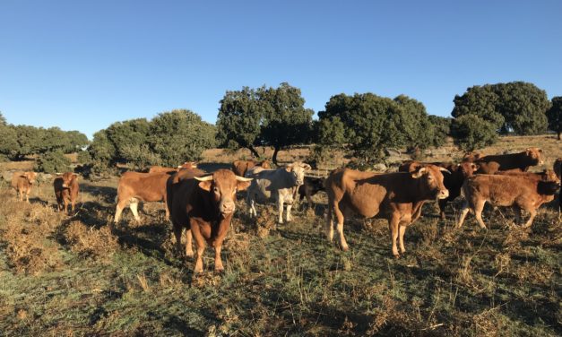 Agricultura recibe la autorización de la Comisión Europea para ampliar la vacunación frente a la DNC