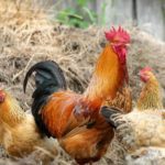 Agricultura celebra el próximo levantamiento de las medidas frente a la influenza aviar en toda la Comunidad