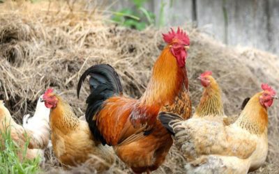 Agricultura celebra el próximo levantamiento de las medidas frente a la influenza aviar en toda la Comunidad