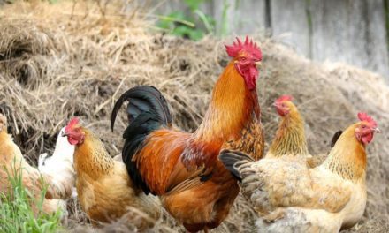 Agricultura celebra el próximo levantamiento de las medidas frente a la influenza aviar en toda la Comunidad