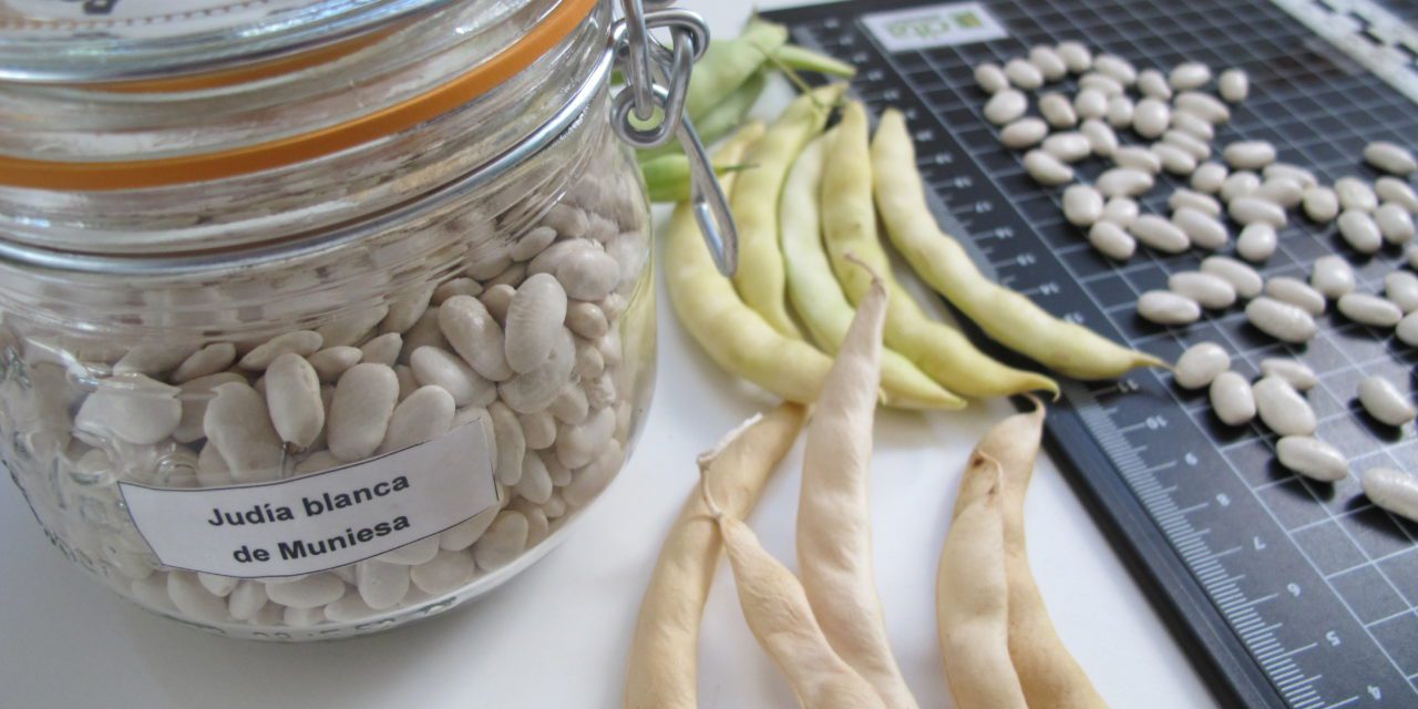 La Judía Blanca de Muniesa, inscrita como variedad de conservación en el Catálogo Nacional