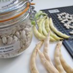 La Judía Blanca de Muniesa, inscrita como variedad de conservación en el Catálogo Nacional