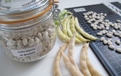 La Judía Blanca de Muniesa, inscrita como variedad de conservación en el Catálogo Nacional