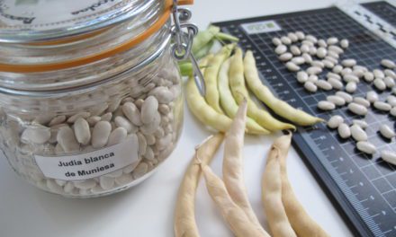 La Judía Blanca de Muniesa, inscrita como variedad de conservación en el Catálogo Nacional