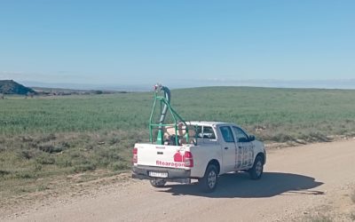 Agricultura actúa contra los primeros focos de langosta en Monegrillo