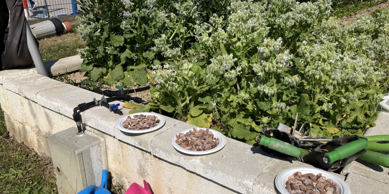 Seis centros educativos con huerto escolar de Zaragoza participan en mini-encuentros para forjar “amistades hortelanas” duraderas