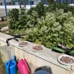 Seis centros educativos con huerto escolar de Zaragoza participan en mini-encuentros para forjar “amistades hortelanas” duraderas