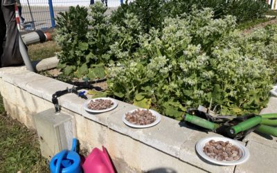 Seis centros educativos con huerto escolar de Zaragoza participan en mini-encuentros para forjar “amistades hortelanas” duraderas