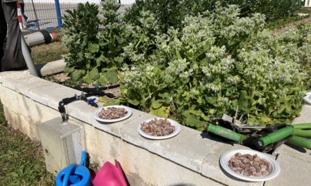 Seis centros educativos con huerto escolar de Zaragoza participan en mini-encuentros para forjar “amistades hortelanas” duraderas