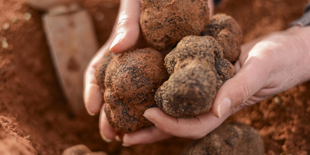 La Trufa Negra de Teruel consigue la IGP y hace brillar a la producción agroalimentaria de Aragón en Europa