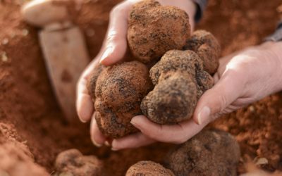 La Trufa Negra de Teruel consigue la IGP y hace brillar a la producción agroalimentaria de Aragón en Europa