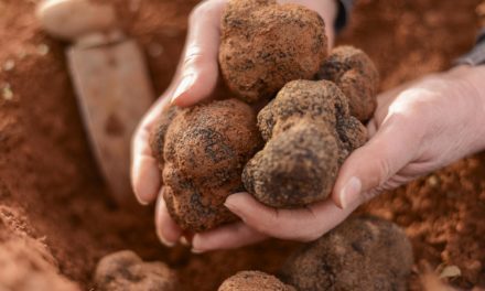 La Trufa Negra de Teruel consigue la IGP y hace brillar a la producción agroalimentaria de Aragón en Europa