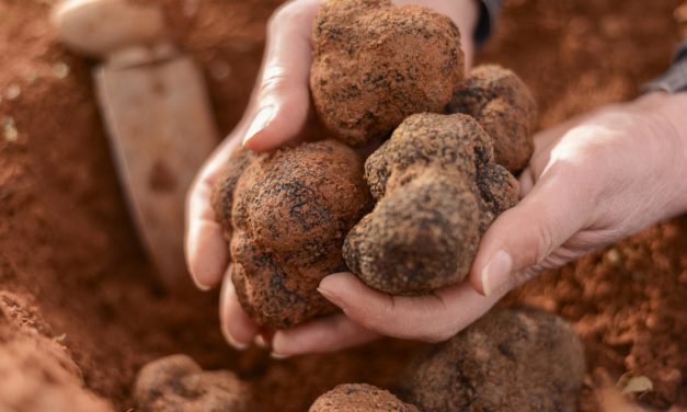 La Trufa Negra de Teruel consigue la IGP y hace brillar a la producción agroalimentaria de Aragón en Europa