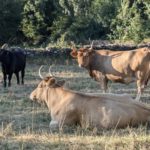 El CITA lidera la aportación científica en el análisis de la producción de carne de vacuno en España