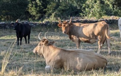 El CITA lidera la aportación científica en el análisis de la producción de carne de vacuno en España