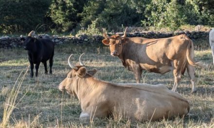 El CITA lidera la aportación científica en el análisis de la producción de carne de vacuno en España